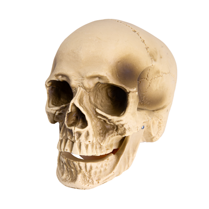 Halloween dekoracja Czaszka z ruchomą szczęką